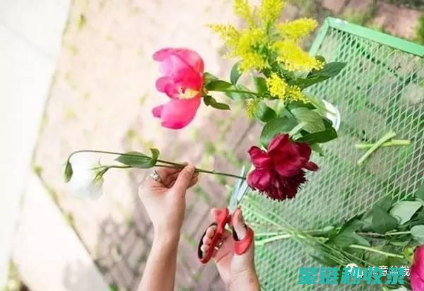鲜花保鲜秘籍大揭秘：延长花期的实用技巧 (鲜花保鲜秘籍大全)