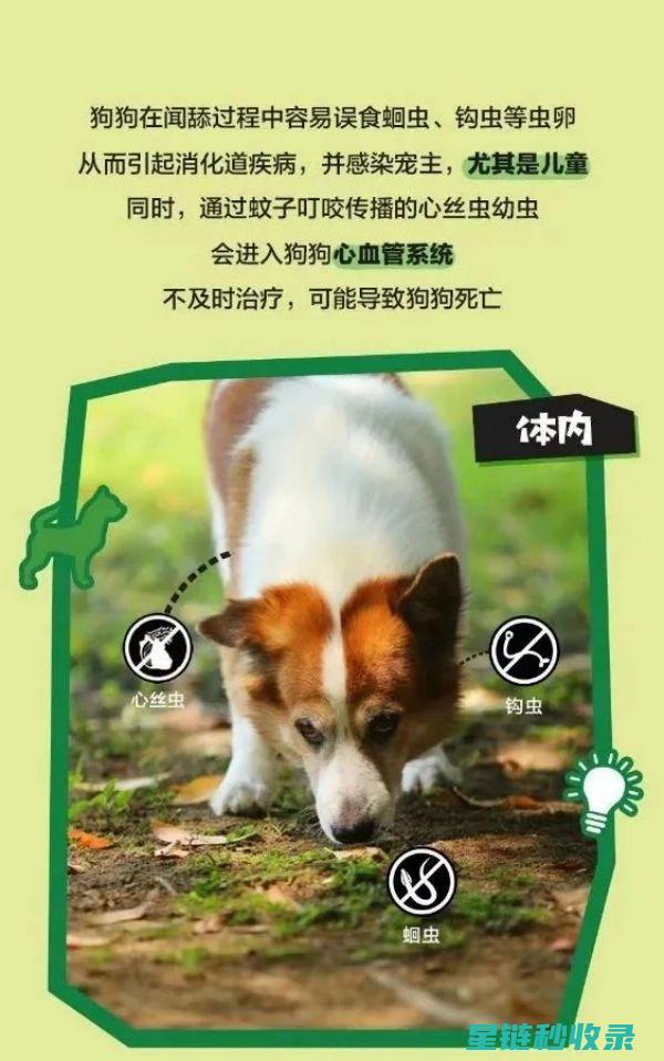 宠物驱虫周期表：不同阶段的驱虫指南 (宠物驱虫周期建议)