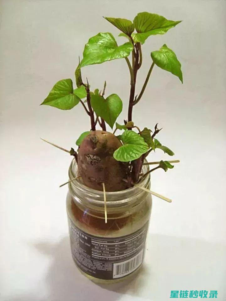 探索红薯水培的秘密：打造无土栽培的绿色梦想 (红薯水培视频)