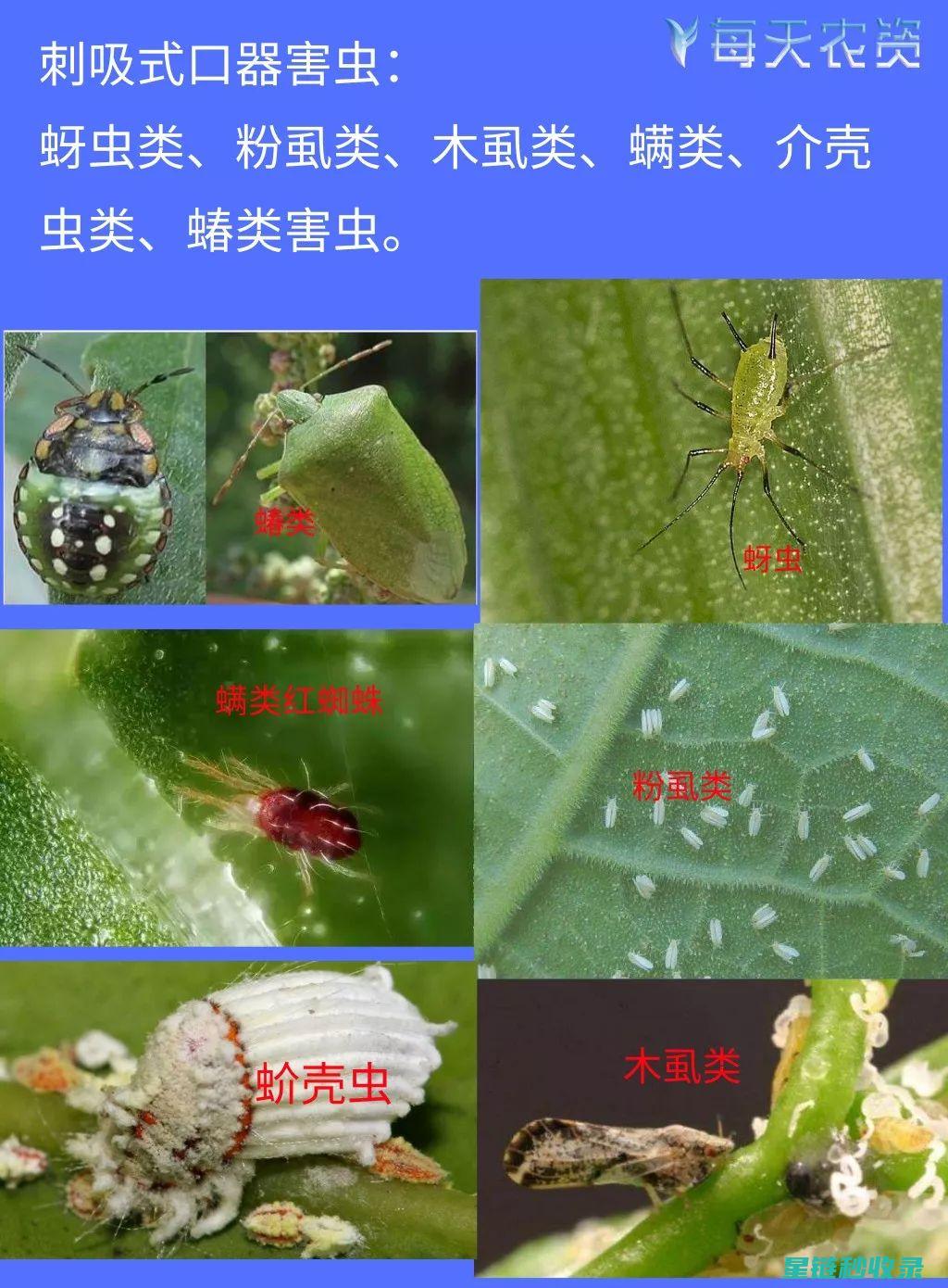 植物驱虫指南：让害虫远离你的庭院 (植物驱虫指南电子书)