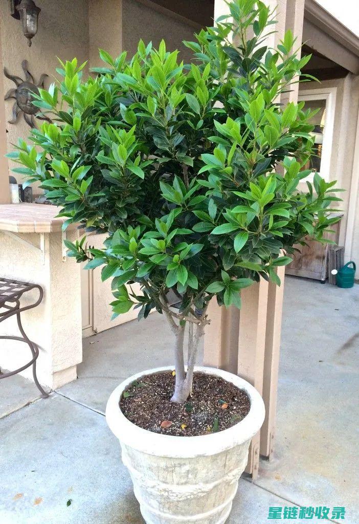 植物驱虫：从家庭到农业，全方位的解决方案 (植物驱虫药怎么用)