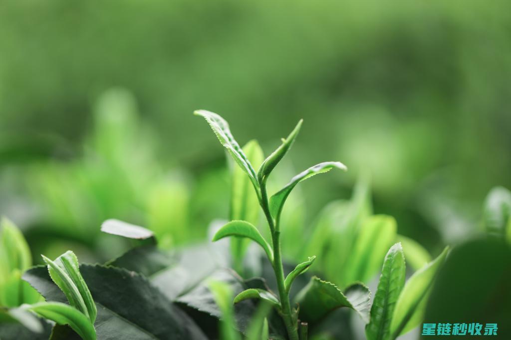 茶叶渣在工业领域的潜力：探索新的应用场景 (茶叶渣的利用)