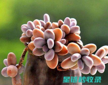 多肉植物养护：如何在办公室养好多肉 (魔法师多肉植物养护)