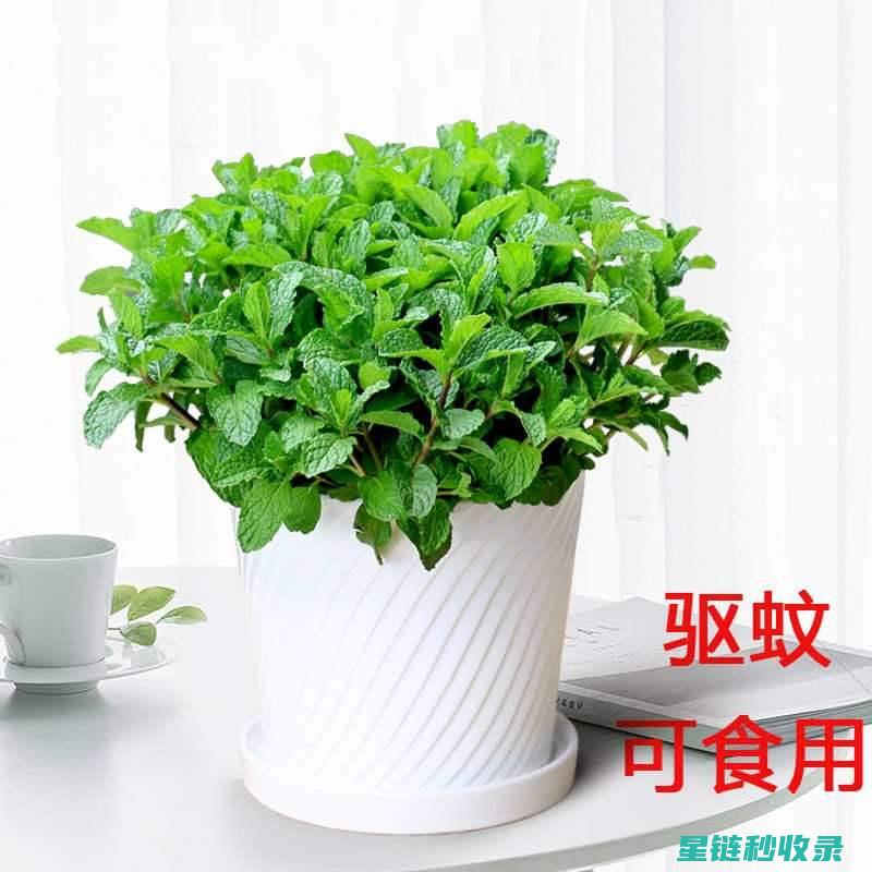 驱蚊植物的全球分布与文化交流 (驱蚊植物的全称是什么)