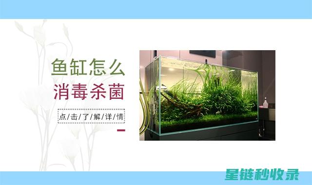 鱼缸清洁频率：什么时候该动手了？ (鱼缸清洁频率多少合适)